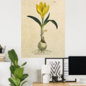 Amaryllis Tulip Botanische tuinklep Poster (Thuiskantoor)
