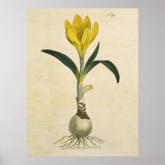 Amaryllis Tulip Botanische tuinklep Poster (Voorkant)