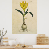 Amaryllis Tulip Botanische tuinklep Poster (Keuken)