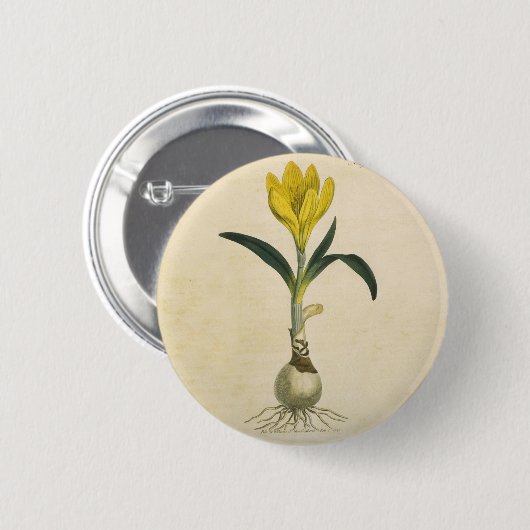 Amaryllis Tulip Botanische tuinklep Ronde Button 5,7 Cm (Voorkant /achterkant)