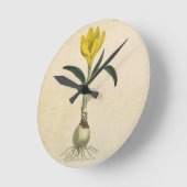 Amaryllis Tulip Botanische tuinklep Ronde Klok (Hoek)