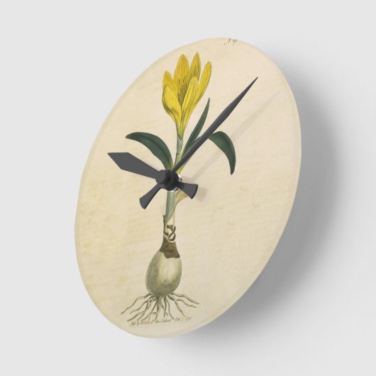 Amaryllis Tulip Botanische tuinklep Ronde Klok (Hoek)