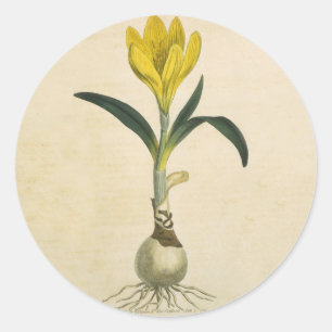 Amaryllis Tulip Botanische tuinklep Ronde Sticker
