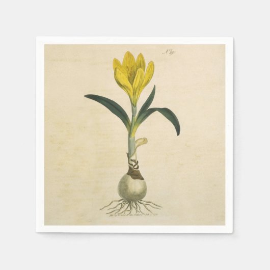 Amaryllis Tulip Botanische tuinklep Servetten (Voorkant)