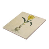 Amaryllis Tulip Botanische tuinklep Tegeltje (Zijkant)