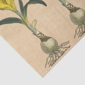 Amaryllis Tulip Botanische tuinklep Tissuepapier (Detail)