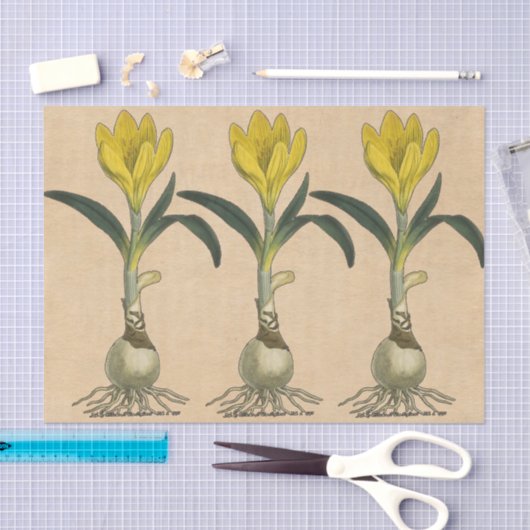 Amaryllis Tulip Botanische tuinklep Tissuepapier (Craft)