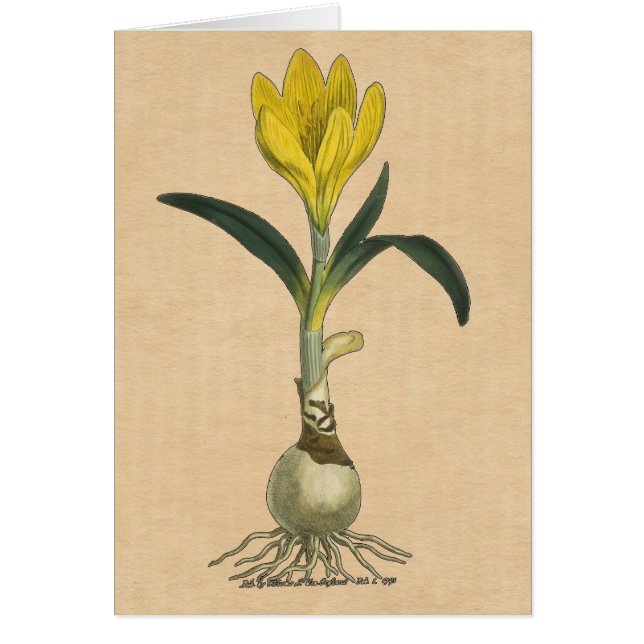 Amaryllis Tulp Botanische Tuin Bloem (Voorkant)