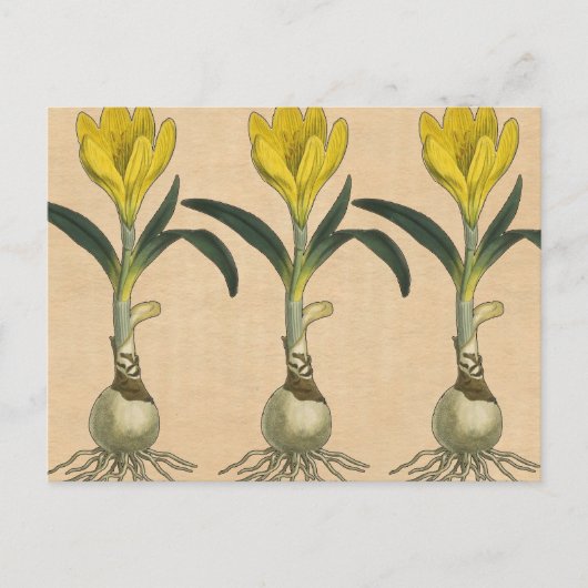 Amaryllis Tulp Botanische Tuin Bloem Briefkaart (Voorkant)