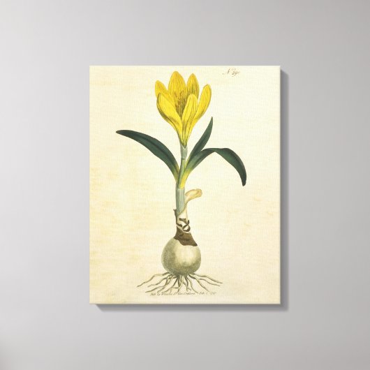 Amaryllis Tulp Botanische Tuin Bloem Canvas Afdruk (Voorkant)