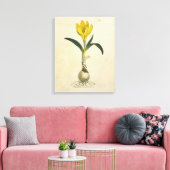 Amaryllis Tulp Botanische Tuin Bloem Canvas Afdruk (Insitu (Woonkamer))