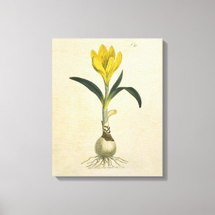 Amaryllis Tulp Botanische Tuin Bloem Canvas Afdruk