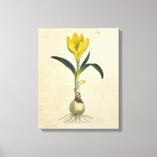 Amaryllis Tulp Botanische Tuin Bloem Canvas Afdruk (Voorkant)