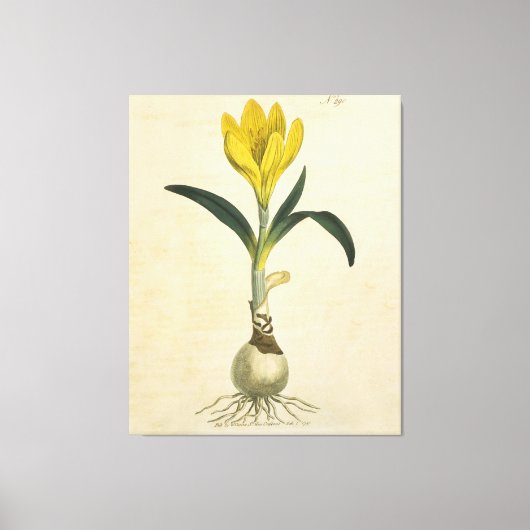Amaryllis Tulp Botanische Tuin Bloem Canvas Afdruk (Voorkant)