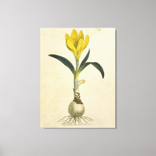 Amaryllis Tulp Botanische Tuin Bloem Canvas Afdruk