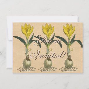 Amaryllis Tulp Botanische Tuin Bloem Kaart