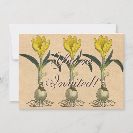 Amaryllis Tulp Botanische Tuin Bloem Kaart (Voorkant)