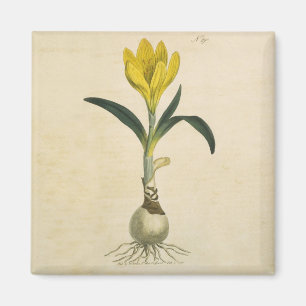 Amaryllis Tulp Botanische Tuin Bloem Magneet