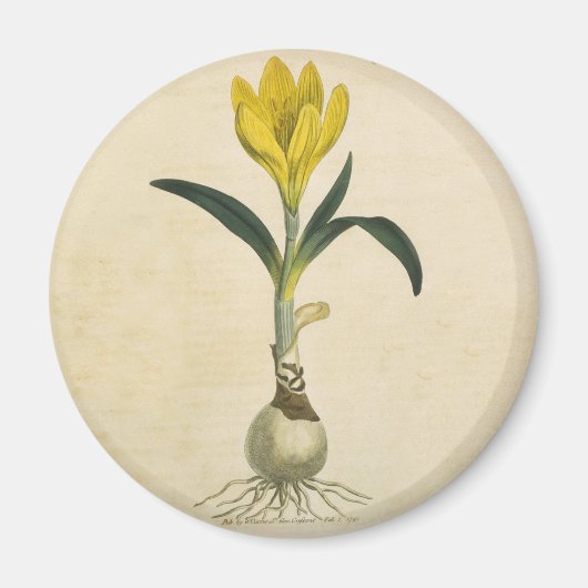 Amaryllis Tulp Botanische Tuin Bloem Magneet (Voorkant)