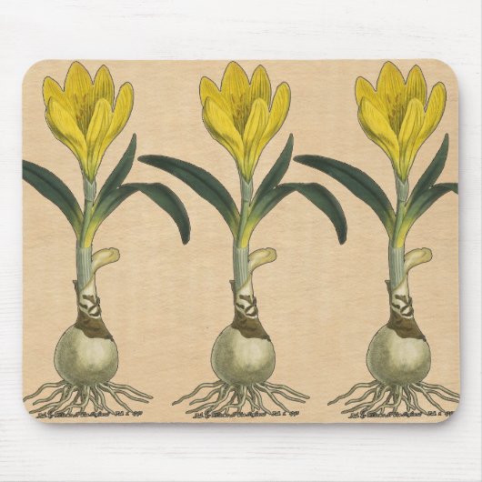 Amaryllis Tulp Botanische Tuin Bloem Muismat (Voorkant)