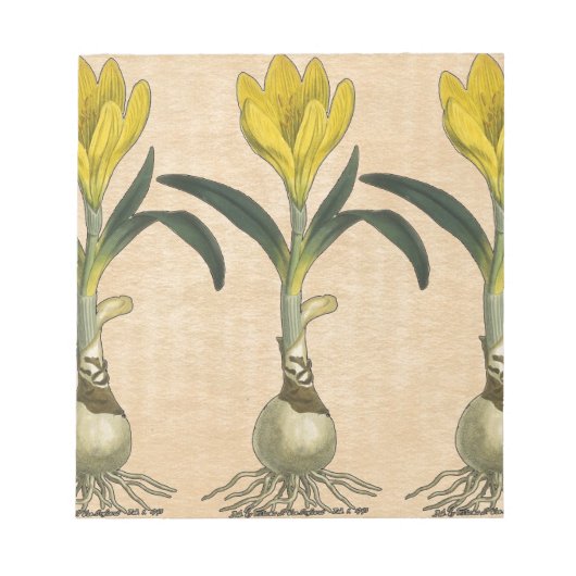 Amaryllis Tulp Botanische Tuin Bloem Notitieblok (Voorkant)