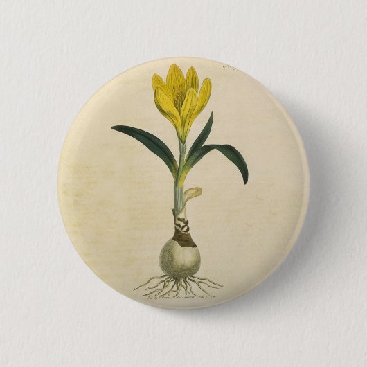 Amaryllis Tulp Botanische Tuin Bloem Ronde Button 5,7 Cm (Voorkant)