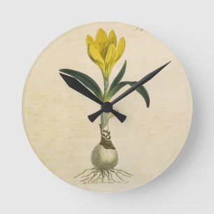 Amaryllis Tulp Botanische Tuin Bloem Ronde Klok