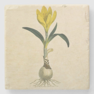 Amaryllis Tulp Botanische Tuin Bloem Stenen Onderzetter
