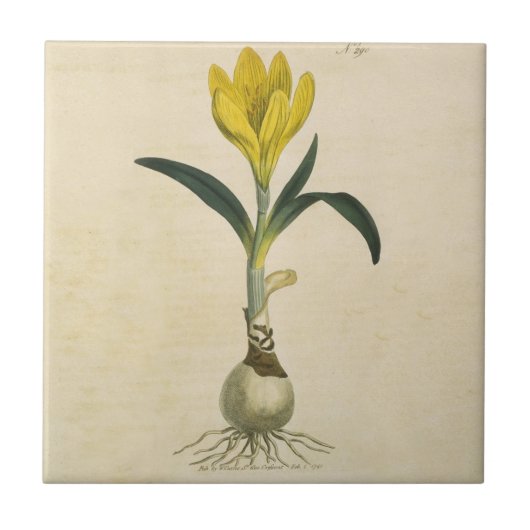 Amaryllis Tulp Botanische Tuin Bloem Tegeltje (Voorkant)