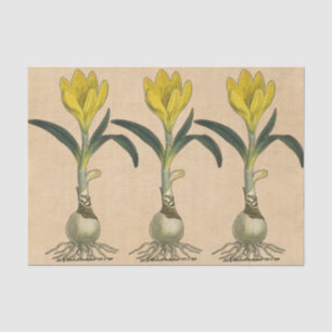 Amaryllis Tulp Botanische Tuin Bloem Tissuepapier