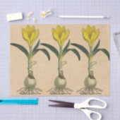 Amaryllis Tulp Botanische Tuin Bloem Tissuepapier (Craft)