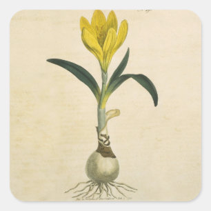 Amaryllis Tulp Botanische Tuin Bloem Vierkante Sticker