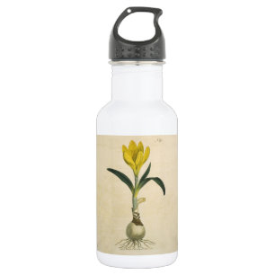 Amaryllis Tulp Botanische Tuin Bloem Waterfles