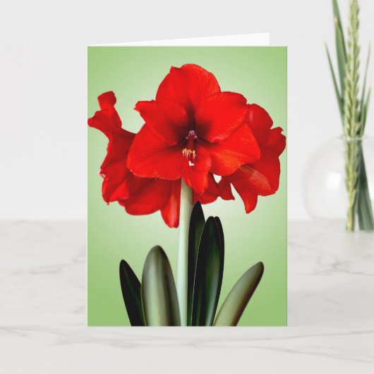 Amaryllis van Kerstmis van de kerstkaart de Rode Feestdagen Kaart (Voorkant)