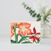Amaryllis van Tanigami Konan Briefkaart (Staand voorkant)
