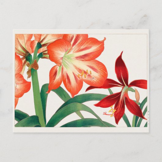Amaryllis van Tanigami Konan Briefkaart (Voorkant)