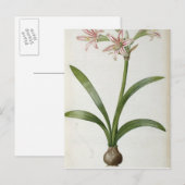 Amaryllis Vittata Briefkaart (Voorkant / Achterkant)
