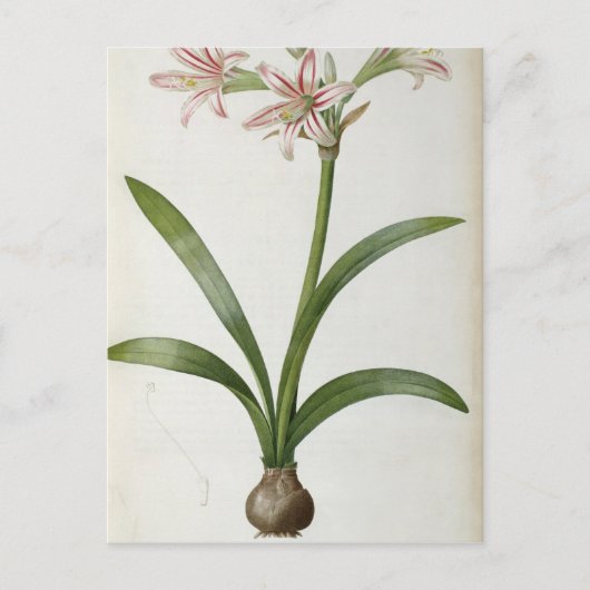 Amaryllis Vittata Briefkaart (Voorkant)