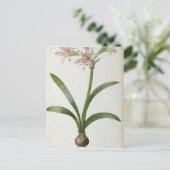 Amaryllis Vittata Briefkaart (Staand voorkant)