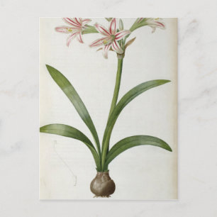 Amaryllis Vittata Briefkaart