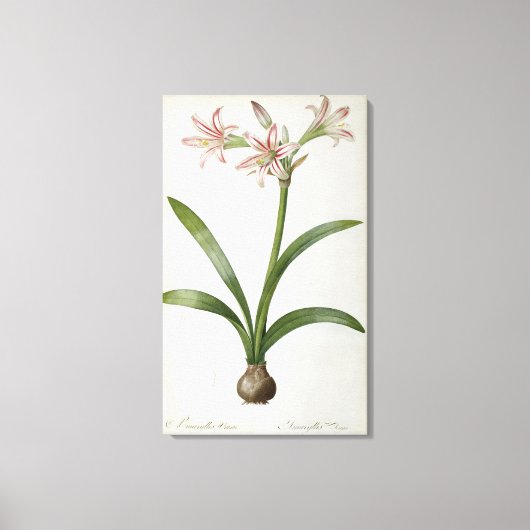 Amaryllis Vittata Canvas Afdruk (Voorkant)