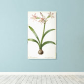 Amaryllis Vittata Canvas Afdruk (Insitu (Houten vloer))