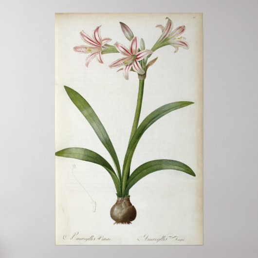 Amaryllis Vittata Poster (Voorkant)