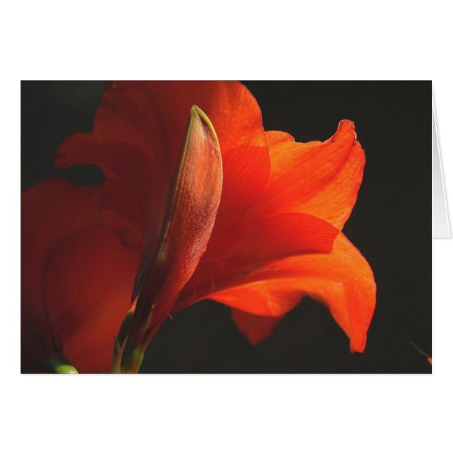 AmaryllisAndBud (Voorkant Horizontaal)