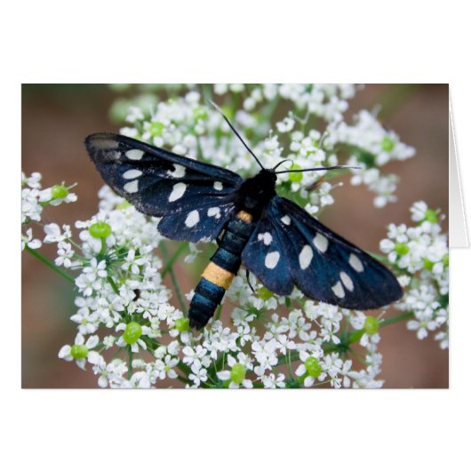 Amata phegea (Voorkant Horizontaal)