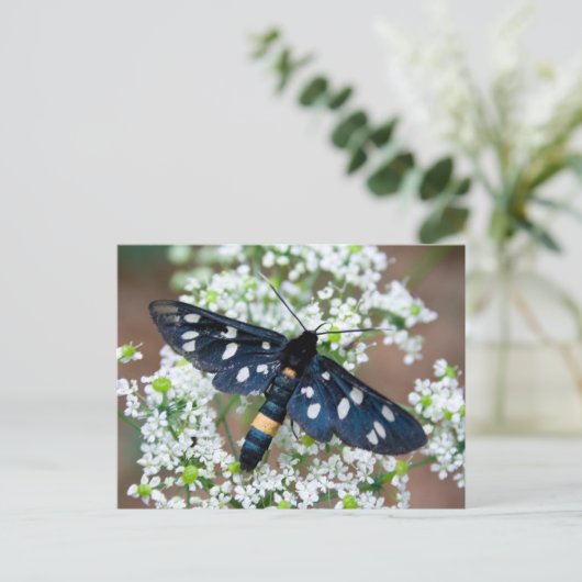 Amata phegea briefkaart (Staand voorkant)