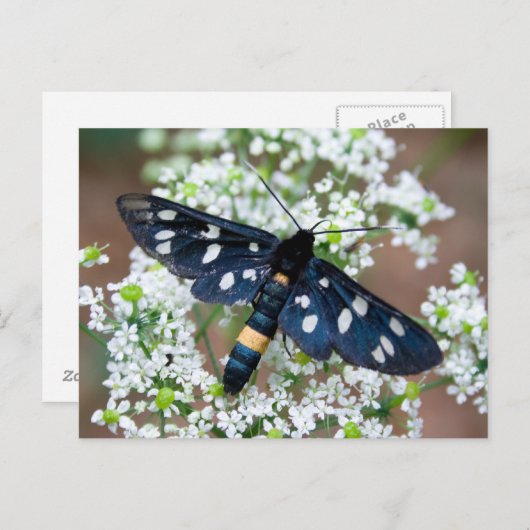 Amata phegea briefkaart (Voorkant / Achterkant)