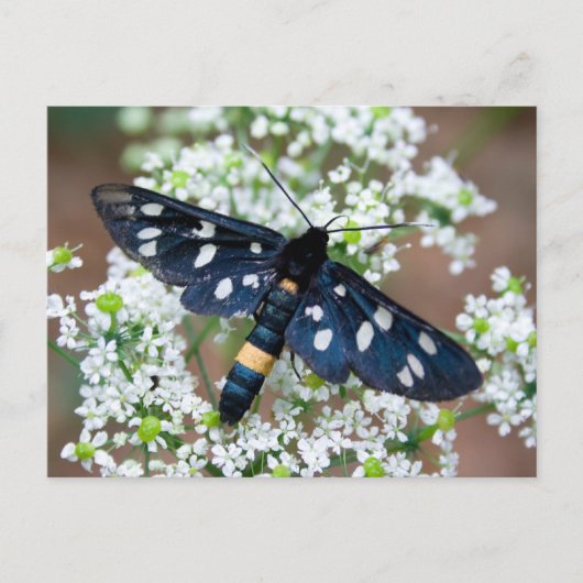 Amata phegea briefkaart (Voorkant)