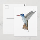 Amazilia met paarse kroon briefkaart (Voorkant / Achterkant)