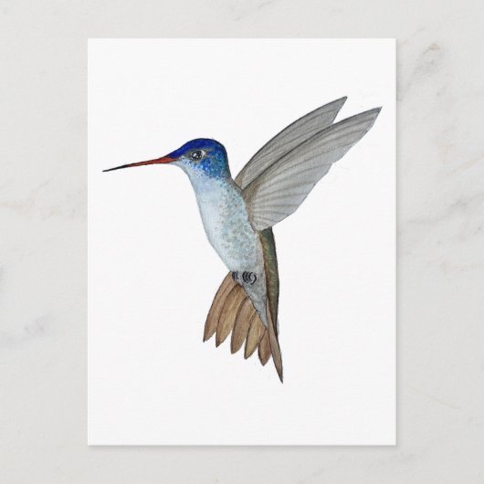 Amazilia met paarse kroon briefkaart (Voorkant)